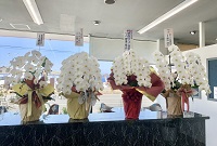 胡蝶蘭